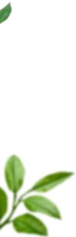 left bg